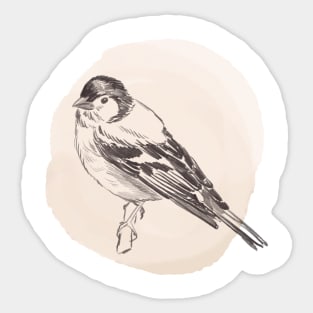 Hand drawn illustration of chaffinch bird Sticker